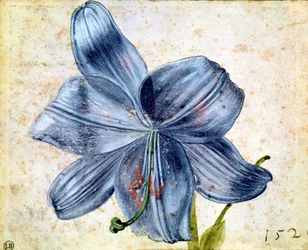Estudo de um lírio, 1526